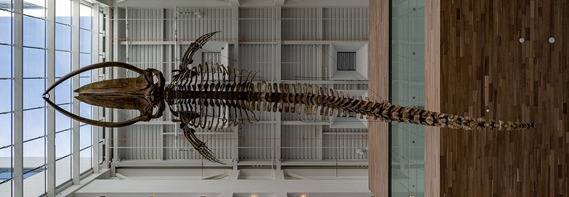 Upwards view of a blue whale skeleton hanging from the ceiling of a building